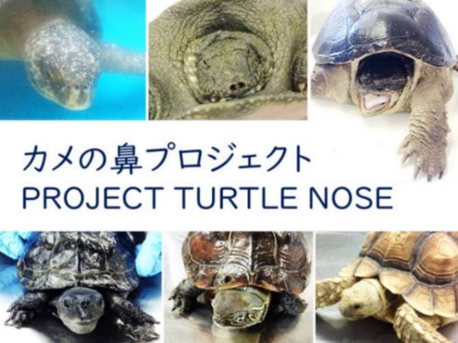 カメの鼻プロジェクト PROJECT TURTLE NOSE